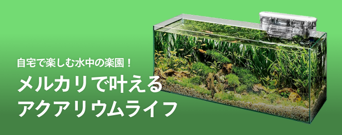 自宅で楽しむ水中の楽園！メルカリで叶えるアクアリウムライフ