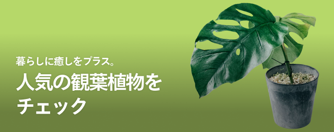 暮らしに癒しをプラス。人気の観葉植物をチェック