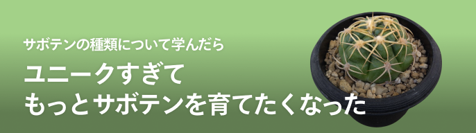 菊水大型タイプ 実生 鉢植えメルカリ便送料込み 2025年最新】サボテン 菊水の人気アイテム - メルカリ
