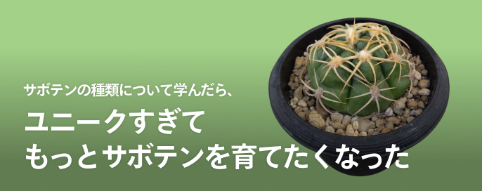 サボテンの種類について学んだら、ユニークすぎてもっとサボテンを育てたくなった